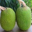 Mít ruột đỏ loại 1, chất lượng